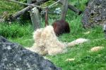 2013 07 06 beauval 135